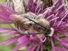 Eucera sp.